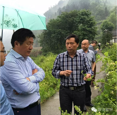 武当生物科技董事长给王海波董事长讲解金银花的生长习性