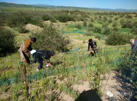 J9积分王(中国)科研人员和当地牧民在施用保水剂和保肥剂